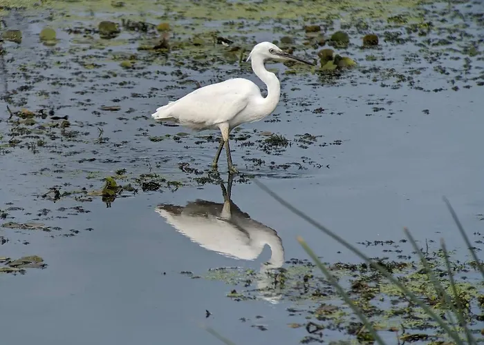 Úszó hotel Plutitor Egreta1