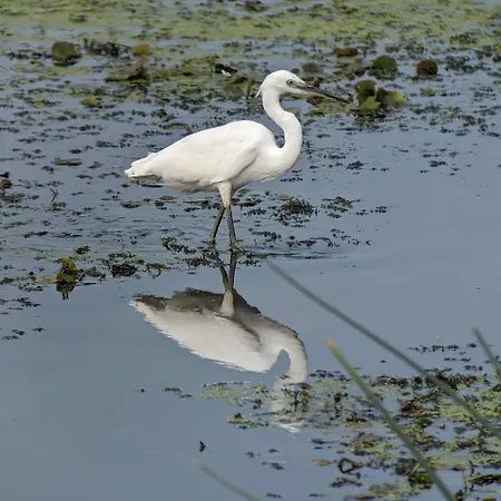 Bådhotel Plutitor Egreta1